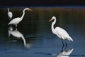 Three Great Egrets Hunting for Fish Royalty Free Stock Photo