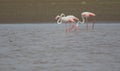 Three greater flamingo bird.