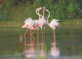 Three Greater flamingo family fun in the water. Royalty Free Stock Photo