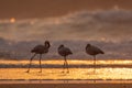 Three Greater Flamingos on the beach. Royalty Free Stock Photo