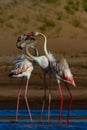 Three Greater Flamingos with entwined necks .