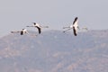Three Greater Flamingos in flight