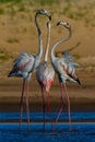 Three Greater Flamingos interacting .