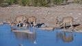 Three greater kudus drinking