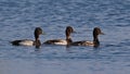 Three Greater scaups swimming rightward