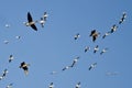 Three Greater White-Fronted Geese Flying Amid the Flock of Snow Geese Royalty Free Stock Photo