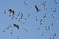 Three Greater White-Fronted Geese Flying Amid the Flock of Snow Geese