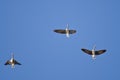 Three Greater White-Fronted Geese Flying in a Blue Sky Royalty Free Stock Photo