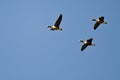 Three Greater White-Fronted Geese Flying in a Blue Sky Royalty Free Stock Photo