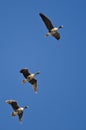 Three Greater White-Fronted Geese Flying in a Blue Sky Royalty Free Stock Photo