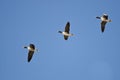 Three Greater White-Fronted Geese Flying in a Blue Sky