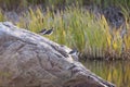 Three greater yellowlegs standing on large rock with reeds and foliage in the background