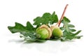 Three green acorn fruits with leaves Royalty Free Stock Photo