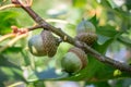 Three green acorn nuts on oak tree branches Royalty Free Stock Photo