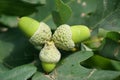 Three green acorns fused together growing on an oak tree Royalty Free Stock Photo