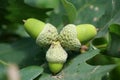 Three green acorns fused together growing on an oak tree in oak grove
