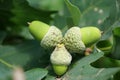 Three green acorns growing together on an oak tree Royalty Free Stock Photo