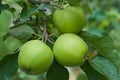 Three green apples. Royalty Free Stock Photo