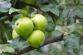 Three green apples hanging on a tree branch on summer morning,ecological fruit, print for poster, calendar, wall canvas