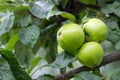 Three green apples hanging on a tree branch on summer morning,ecological fruit, print for poster, calendar, wall canvas