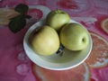 Three green apples in a plate Royalty Free Stock Photo