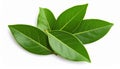 Three Green Bay Leaves on White Background Royalty Free Stock Photo