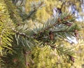 Three green branches of a spruce