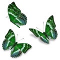 Three green butterfly