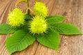 Three green chestnuts on a branch lie on large leaves and a wooden background Royalty Free Stock Photo