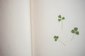 Three green clovers plants in open creamy blank book