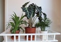 Three green house plants at home on a white table Royalty Free Stock Photo