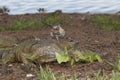 Three Green Iguanas fouraging over some lettuce Royalty Free Stock Photo