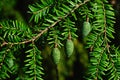 Three green immature cones and short shiny needles on coniferous Eastern Hemlock tree, also called eastern hemlock-spruce