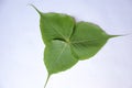 The three green leafe for peeple tree dacorated Royalty Free Stock Photo