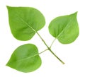 Three green leafs of lilac