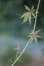 Three green leaves on clambering plant with bokeh Royalty Free Stock Photo