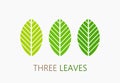 Three green leaves icons, symbols or logo Royalty Free Stock Photo