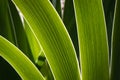 Three green leaves illuminated by sunlight