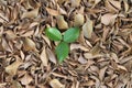 Three green leaves over dry leaves Royalty Free Stock Photo