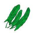 Three green leaves of sorrel. Vector illustration.