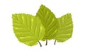 Three green leaves with visible tertiary veins of beech tree. Springtime, summertime concept. Royalty Free Stock Photo