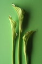 Three green lillies