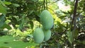 Three green mango fruit hanging on tree