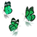 Three green monarch butterfly Royalty Free Stock Photo