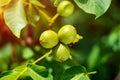 Three green packed immature walnuts hanging on a tree in summer on the leaves background Royalty Free Stock Photo