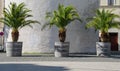 Three palms in similar wooden tubs in Gorlitz Germany