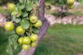 Three green pears with leafs on the branch Royalty Free Stock Photo