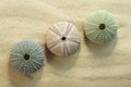 Three green and pink black sea urchin shells, arbacia lixula on sand
