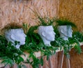 Three green plants in white pots in the shape of a human head on a background of plywood, a wooden shelf with lively vegetation,