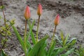 Three green red tulips growing in gray ground Royalty Free Stock Photo